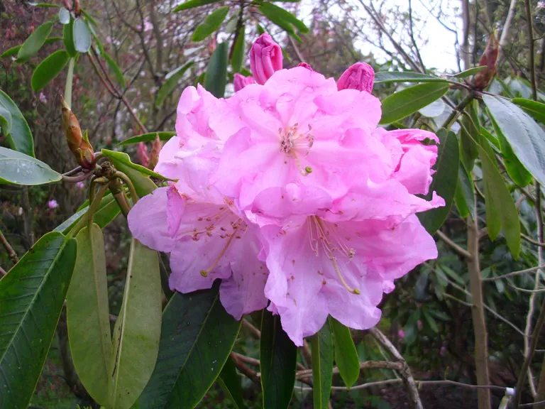 Photo of R. 'Christopher Loder', Rhododendron Hybrid
