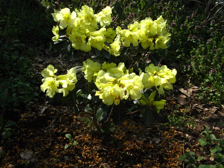 Photo of R. 'Chrysomanicum', Rhododendron Hybrid