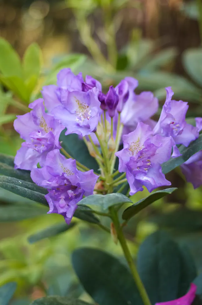 Photo of R. catawbiense 'Flore Pleno', Rhododendron Species Selection