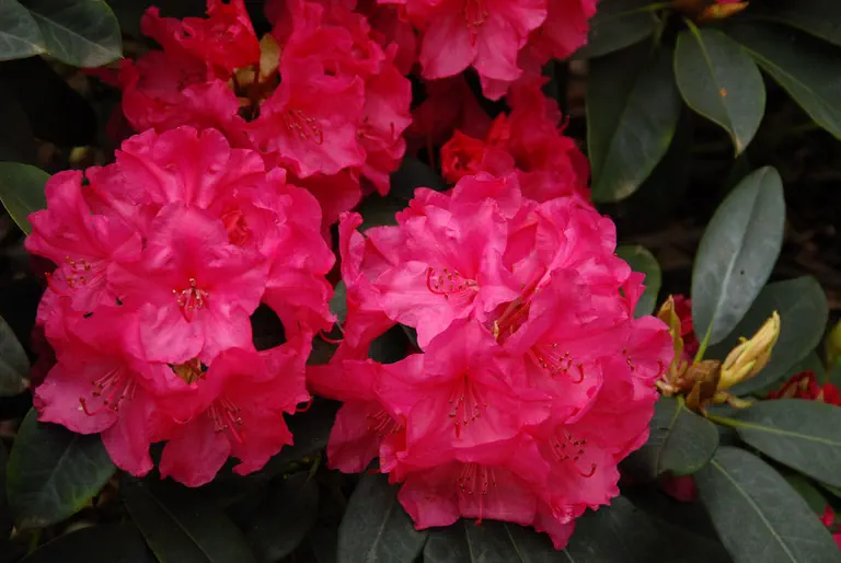 Photo of R. 'Esprit', Rhododendron Hybrid