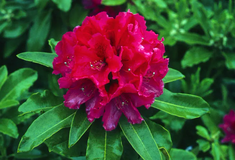 Photo of R. 'Floriade', Rhododendron Hybrid
