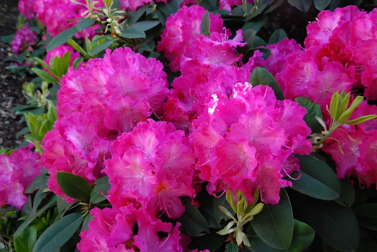 Photo of R. 'Marlene Vuyk', Rhododendron Hybrid