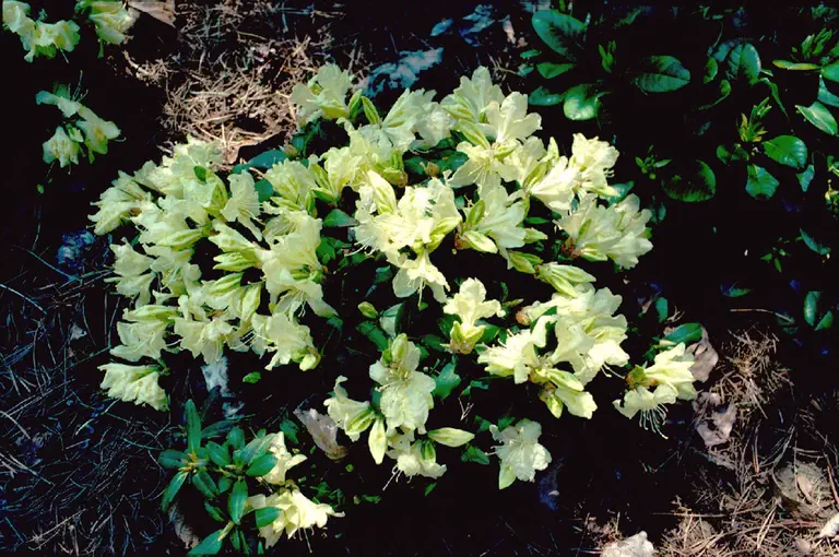 Photo of R. 'Fairy's Fairy', Rhododendron Hybrid