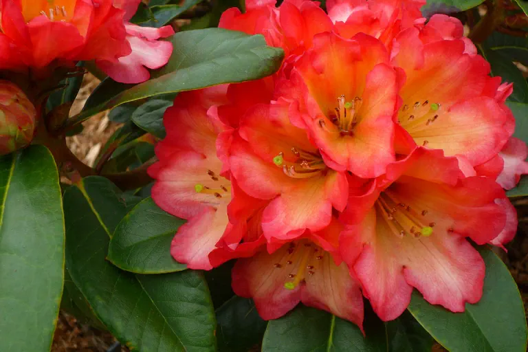 Photo of R. 'Candycorn', Rhododendron Hybrid