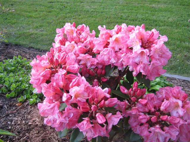 Photo of R. 'Tara To', Rhododendron Hybrid