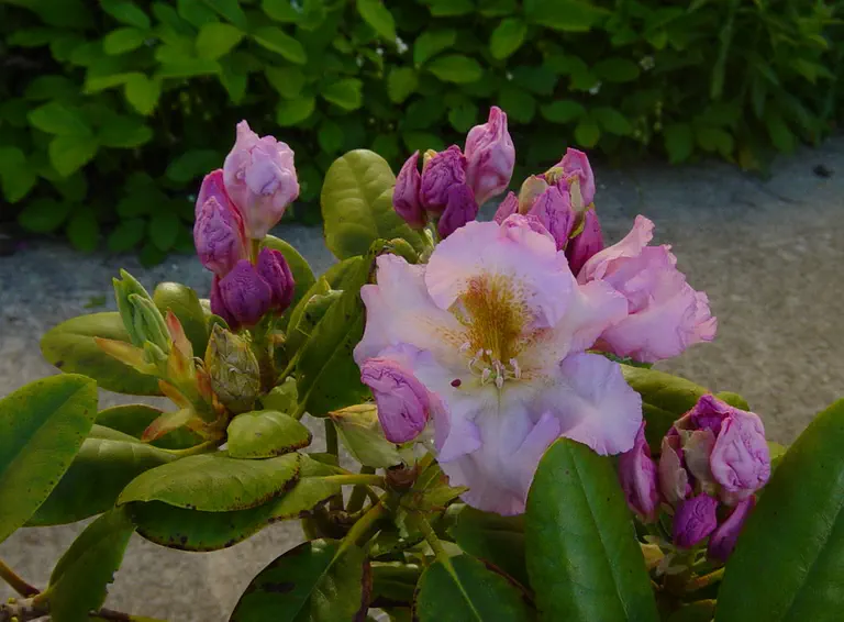 Photo of R. 'Anne Goss', Rhododendron Hybrid