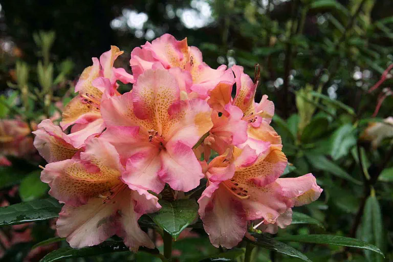 Photo of R. 'Circus', Rhododendron Hybrid