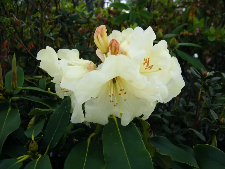 Photo of R. 'Citronella', Rhododendron Hybrid
