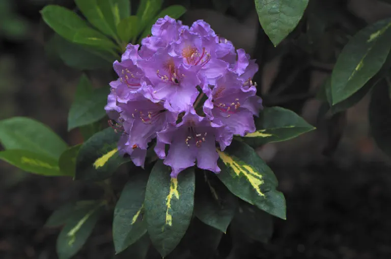 Photo of R. 'Goldflimmer', Rhododendron Hybrid