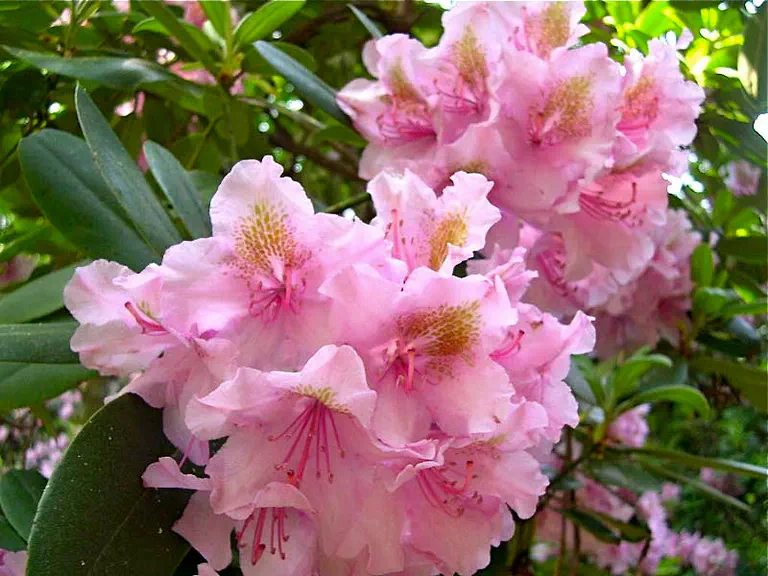 Photo of R. 'Bass River', Rhododendron Hybrid
