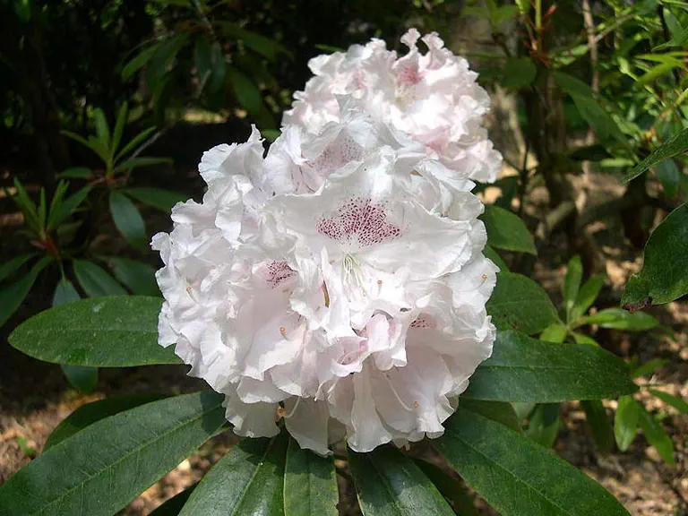 Photo of R. 'Flaming Snow', Rhododendron Hybrid