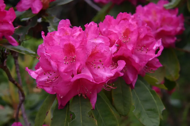 Photo of R. 'The General', Rhododendron Hybrid