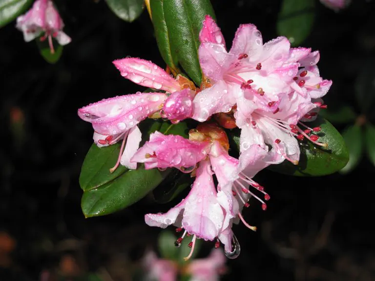 Photo of R. 'Jodi', Rhododendron Hybrid