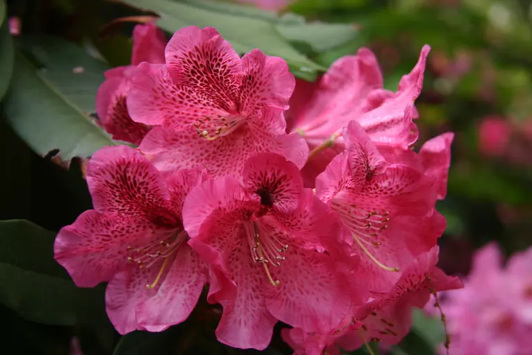 Photo of R. 'Kelley', Rhododendron Hybrid