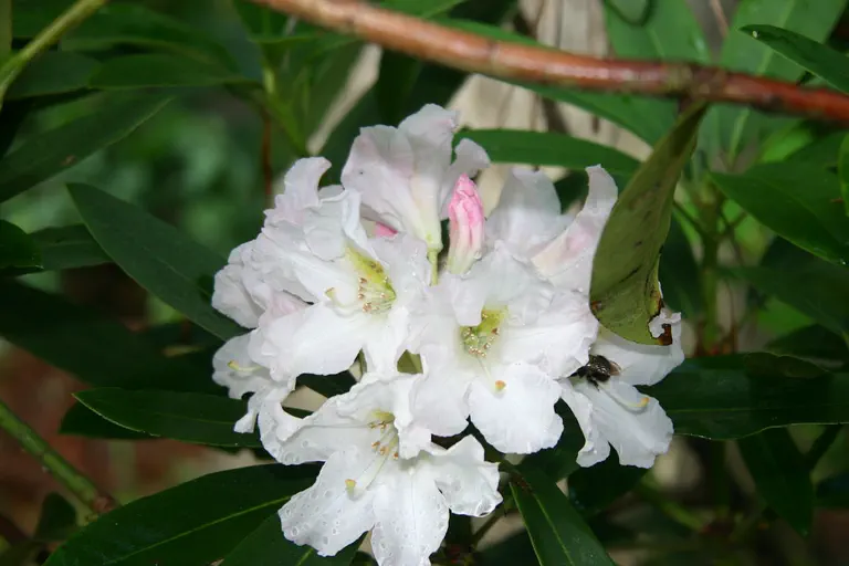Photo of R. 'Summer Summit', Rhododendron Hybrid