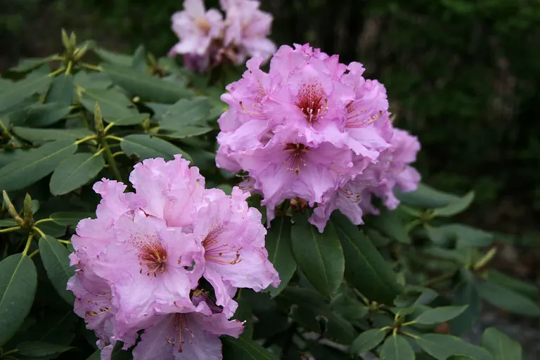 Photo of R. 'Dexter's Victoria', Rhododendron Hybrid