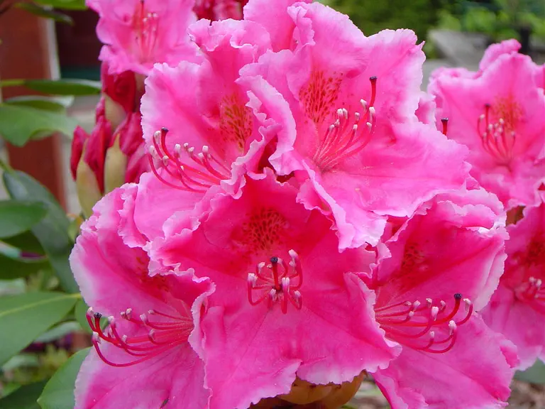 Photo of R. 'Claudine', Rhododendron Hybrid
