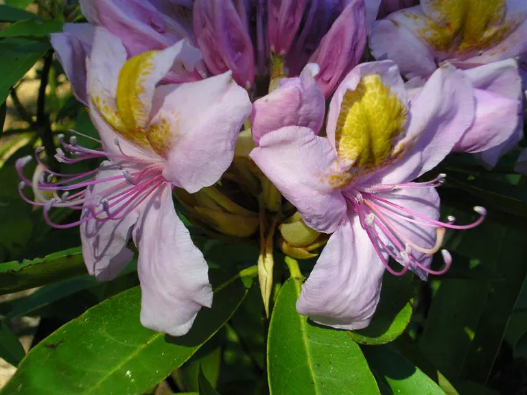 Photo of R. 'Mahmoud', Rhododendron Hybrid