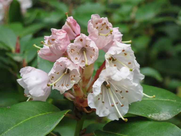 Photo of R. 'Nosutchianum', Rhododendron Hybrid