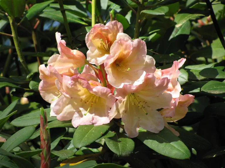 Photo of R. 'Love Story', Rhododendron Hybrid