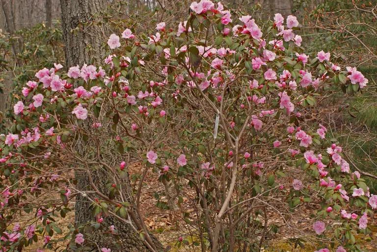 Photo of R. 'Cliff Garland', Rhododendron Hybrid