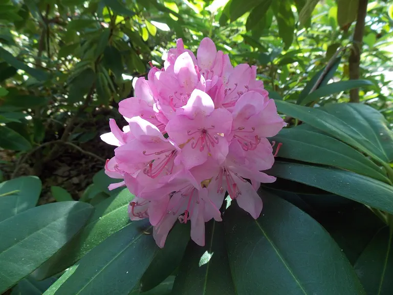 Photo of R. 'Edith Pride', Rhododendron Hybrid