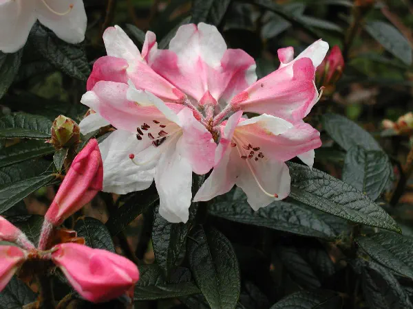 Photo of R. 'Coastal Spice', Rhododendron Hybrid