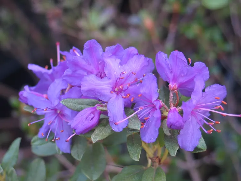 Photo of R. hippophaeoides var hippophaeoides 'Blue Silver', Rhododendron Species Selection