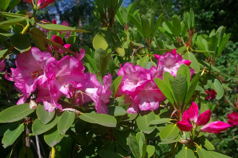 Photo of R. 'Eighteenth of May', Rhododendron Hybrid