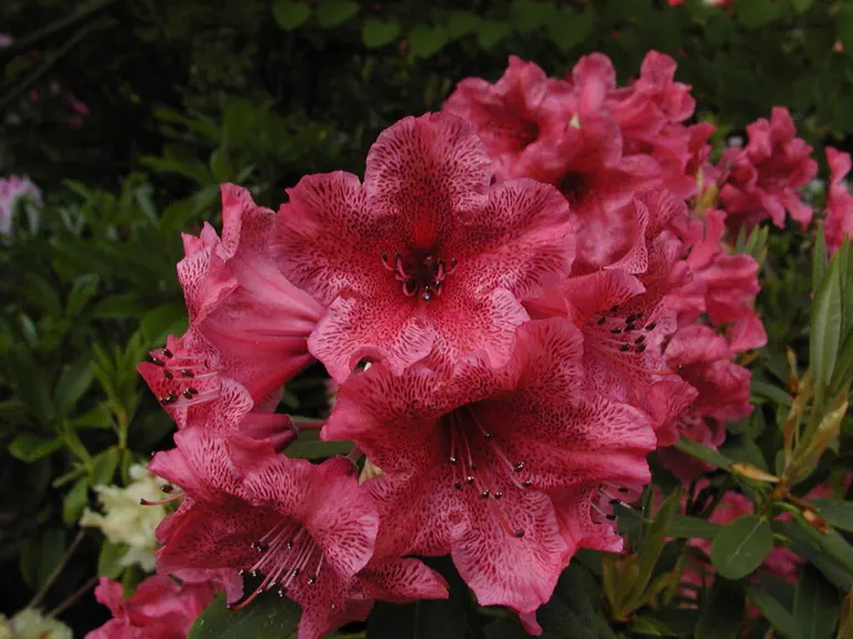 Photo of R. 'Elaine Mitchell', Rhododendron Hybrid