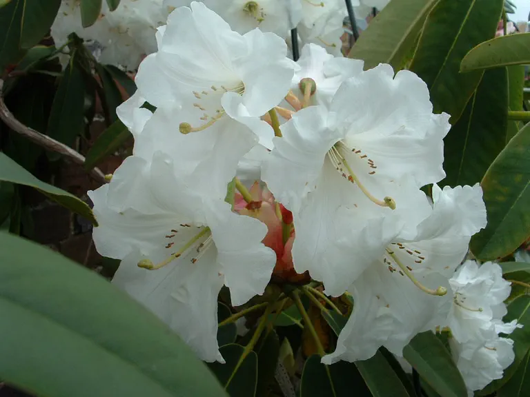 Photo of R. 'Dorothea', Rhododendron Hybrid