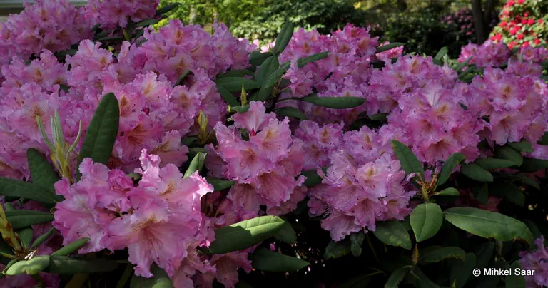 Photo of R. 'Margret', Rhododendron Hybrid