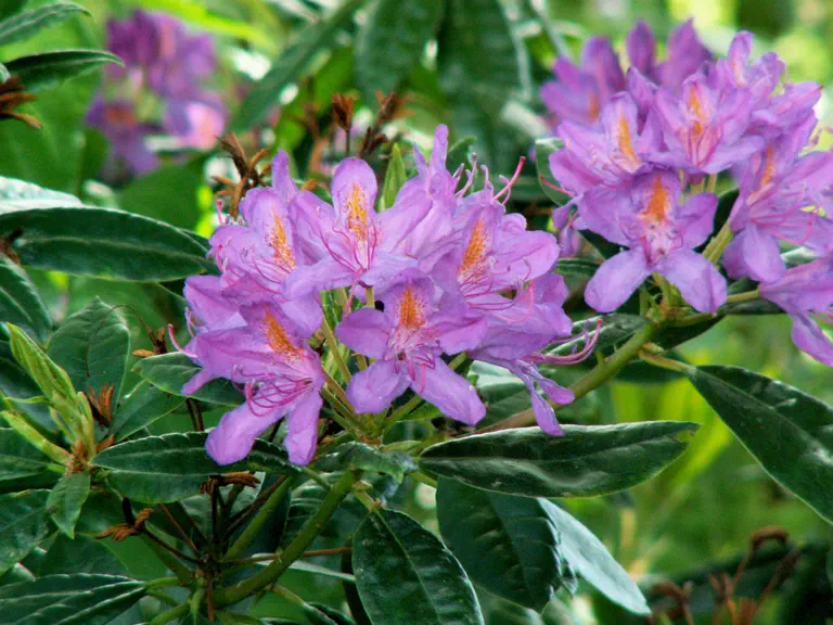Photo of R. 'Concessum', Rhododendron Hybrid