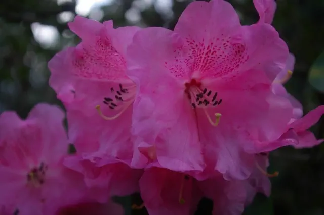 Photo of R. 'Gina', Rhododendron Hybrid