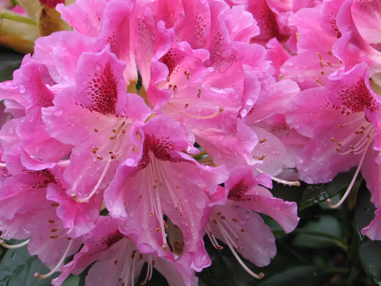 Photo of R. 'Graziella', Rhododendron Hybrid