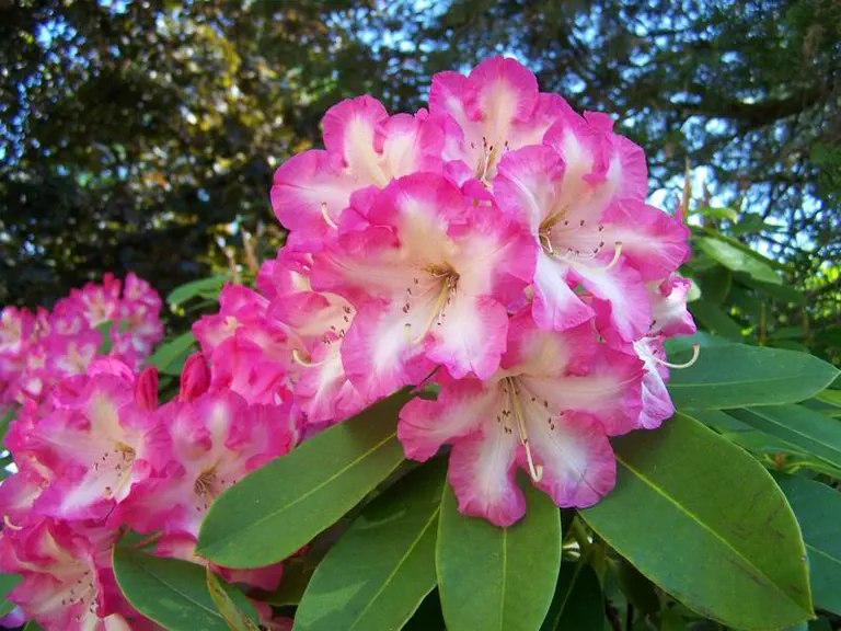 Photo of R. 'Consolini's Windmill', Rhododendron Hybrid