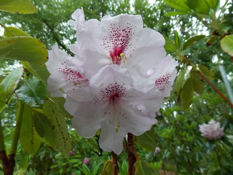 Photo of R. 'Great Smoky', Rhododendron Hybrid