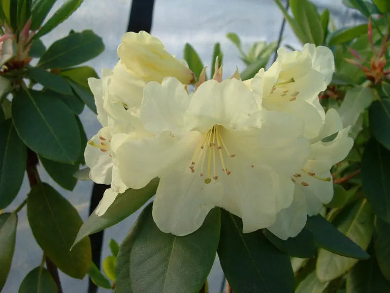 Photo of R. 'Constable', Rhododendron Hybrid