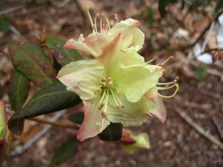 Photo of R. '24 Carat', Rhododendron Hybrid