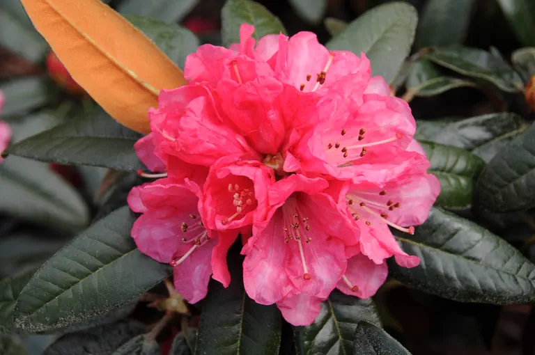 Photo of R. 'Chemainus', Rhododendron Hybrid