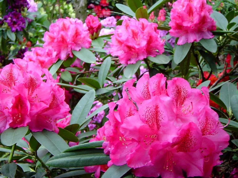 Photo of R. 'Hachmann's Constanze', Rhododendron Hybrid