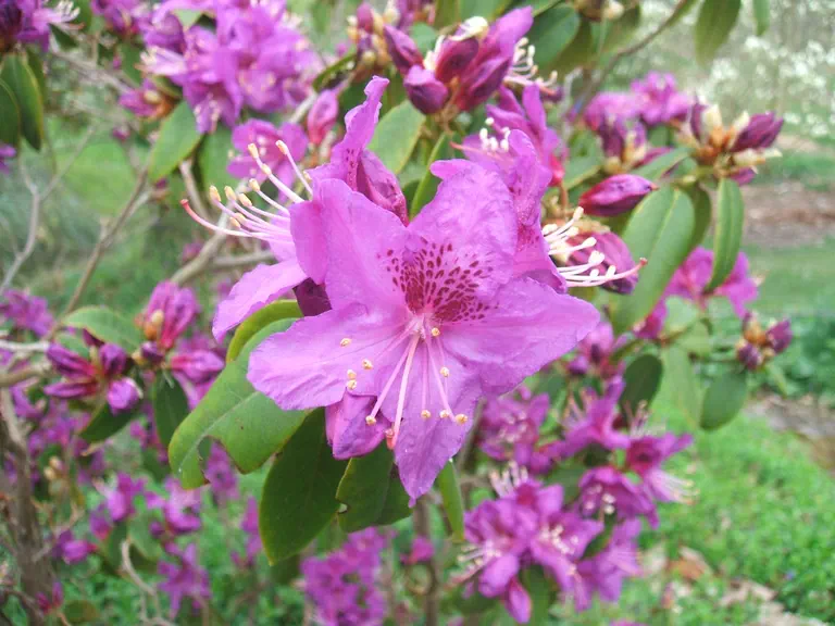 Photo of R. 'Contina', Rhododendron Hybrid
