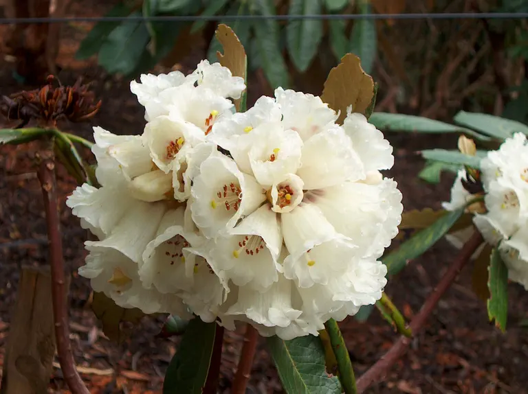 Photo of R. arizelum 'Kaupo', Rhododendron Species Selection