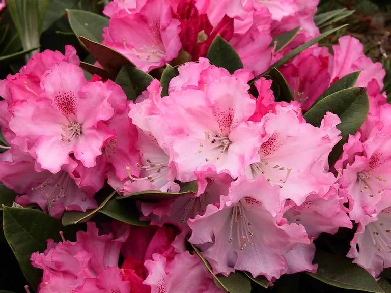 Photo of R. 'Excelsior', Rhododendron Hybrid