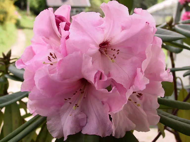Photo of R. 'Cara Mia Group', Rhododendron Cultivar group