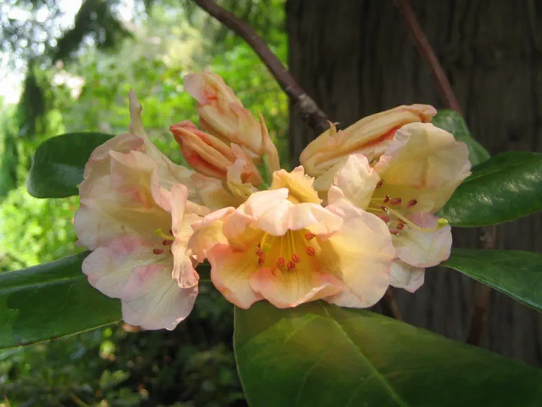 Photo of R. 'Royston Reverie', Rhododendron Hybrid