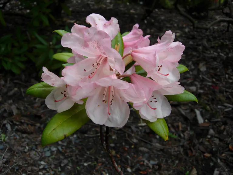 Photo of R. 'Coral Velvet', Rhododendron Hybrid