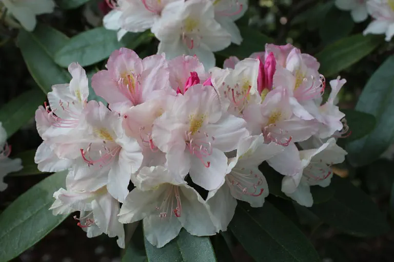 Photo of R. 'Alborada', Rhododendron Hybrid