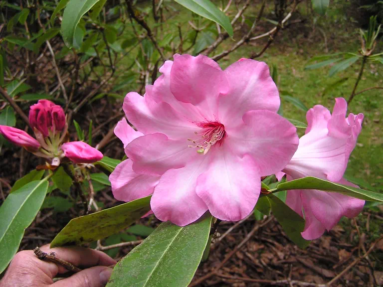 Photo of R. 'Coronation Day', Rhododendron Hybrid