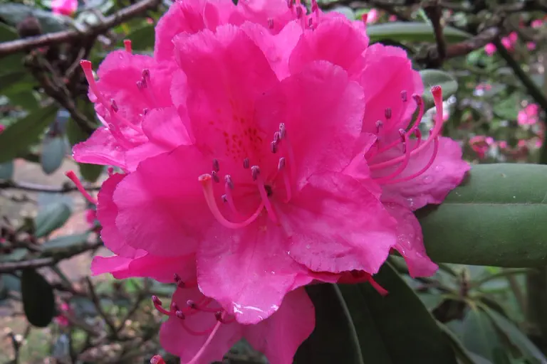 Photo of R. 'Catharine van Tol', Rhododendron Hybrid